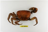 藏品(紫地蟹)的圖片